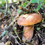 Tego grzyba omijaj szerokim łukiem. Do złudzenia przypomina prawdziwka