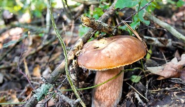 Tego grzyba omijaj szerokim łukiem. Do złudzenia przypomina prawdziwka