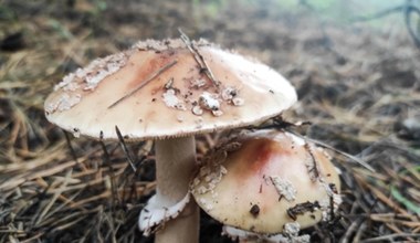 Tego grzyba omijaj z daleka. Mało kto go zna, a jest bardzo niebezpieczny