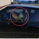 zwierzęta "Tego jeszcze nie widzieliśmy". Kobieta wiozła potrąconą sarnę... do pracy