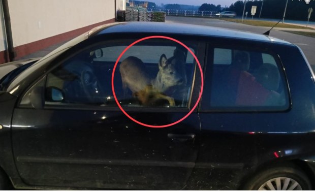 "Tego jeszcze nie widzieliśmy". Kobieta wiozła potrąconą sarnę... do pracy