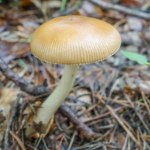 muchomor Tego muchomora możesz zbierać w lipcu. Grzybiarze nazywają go panienką