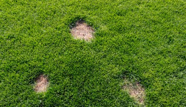 Tego nie rób jesienią z trawnikiem. Wiosną zobaczysz suche placki