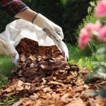 Tego nie rób podczas ściółkowania. Rośliny ci podziękują