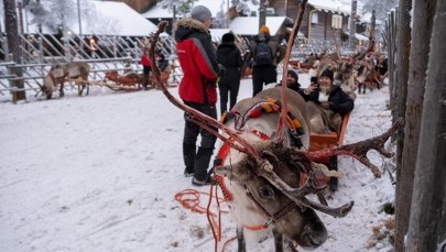 Tego nie wiedzieliście o reniferach Świętego Mikołaja!