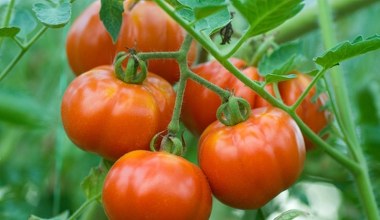 Tego nigdy nie sadź obok pomidorów. Zamiast plonów, będziesz mieć problemy