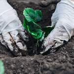 Tego nigdy nie sadź obok truskawek. Plony będą marne, a szansa na choroby wzrasta