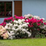 ​Tego nigdy nie sadź w pobliżu rododendronu. Zmarnieje w kilka tygodni