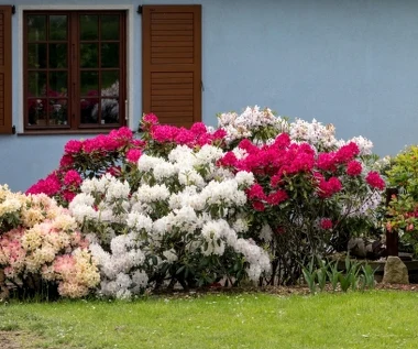 ​Tego nigdy nie sadź w pobliżu rododendronu. Zmarnieje w kilka tygodni