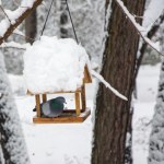 zwierzęta Tego nigdy nie wkładaj do karmnika. Tylko zaszkodzisz ptakom