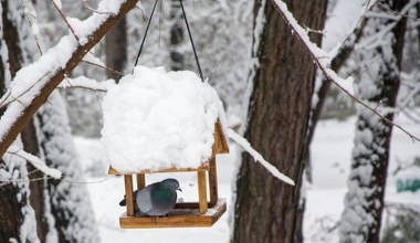 Tego nigdy nie wkładaj do karmnika. Tylko zaszkodzisz ptakom