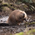 Tego o nich nie wiedzieliśmy. Bobry to skarb nie tylko dla rzek i strumieni