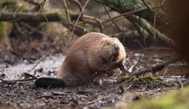 Tego o nich nie wiedzieliśmy. Bobry to skarb nie tylko dla rzek i strumieni