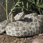 Tego o wężach nie wiedzieliśmy. W jaskini odkryli coś zaskakującego