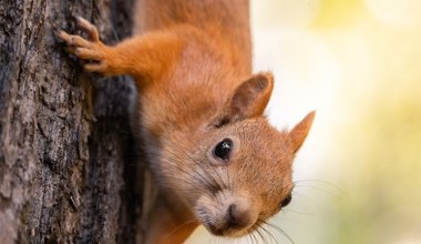Tego o wiewiórkach nie wiedzieliśmy. Potrafią być mordercze