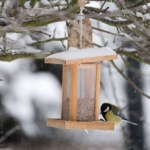 Tego pod żadnym pozorem nie syp do karmnika. Ornitolodzy apelują