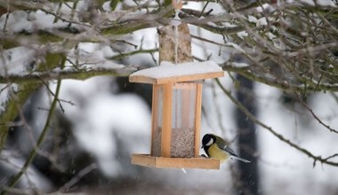 Tego pod żadnym pozorem nie syp do karmnika. Ornitolodzy apelują