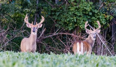 Tego się nikt nie spodziewał. Jelenie świecą w lesie, zupełnie jak w bajce
