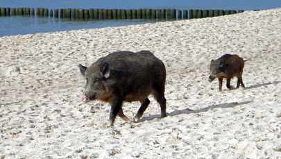 Tego turyści się nie spodziewali! Dziki na plaży w Międzyzdrojach