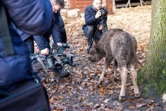 Tego żubra porzuciła matka