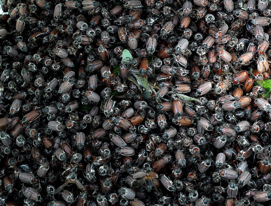 Tegoroczna rójka chrabąszczy będzie największa od czterech lat /Darek Delmanowicz /PAP