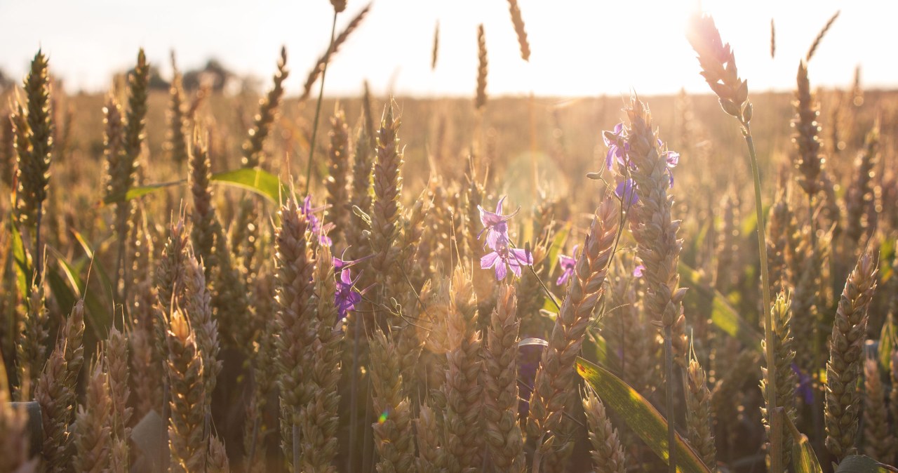 Tegoroczne lato ma być upalne i suche na południu Europy /123RF/PICSEL
