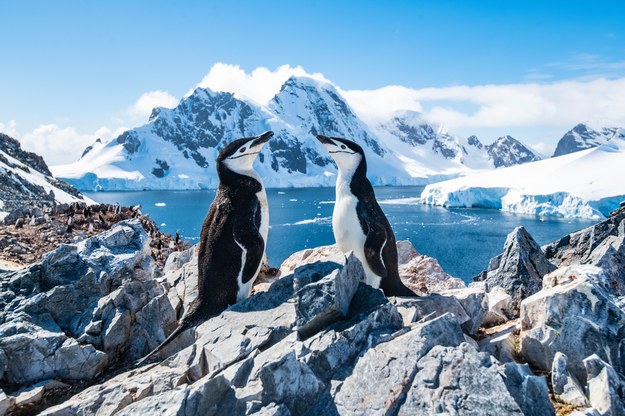 Tegoroczne lato na Antarktydzie jest wyjątkowo ciepłe /Shutterstock