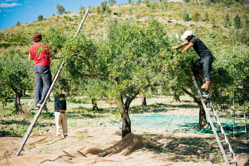 Tegoroczne zbiory oliwek mają być w Europie o 34 proc. niższe niż dwa lata temu /123RF/PICSEL