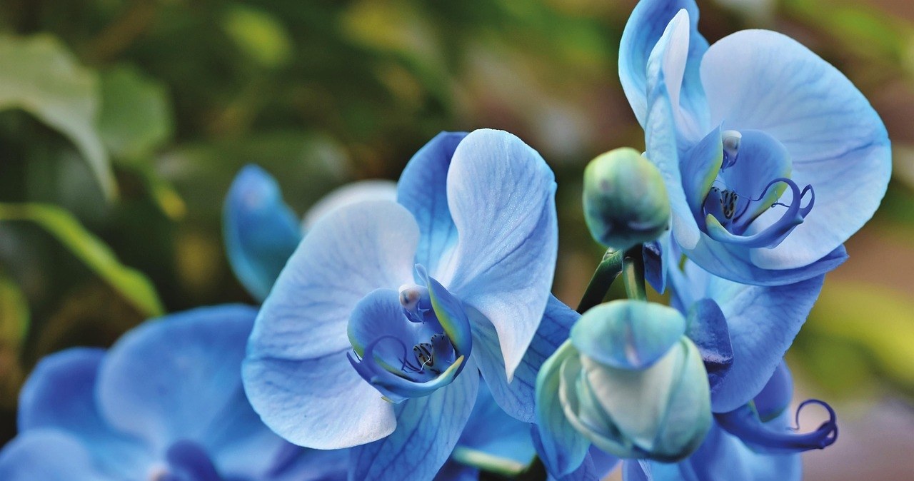 Техніка обрізання орхідей відрізняється залежно від їхнього виду. Перед тим, як братися за секатор, правильно ідентифікуйте свій екземпляр