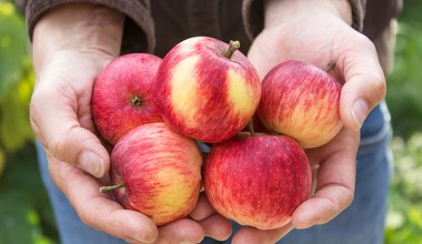 Tej części jabłka nie jedz. To może mieć poważne konsekwencje
