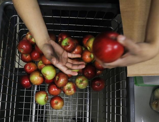 Tej jesieni będą słabe zbiory jabłek /AFP