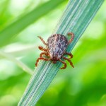 sadzenie roślin Tej rośliny nigdy nie sadź w ogrodzie. W sezonie nie opędzisz się od kleszczy