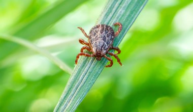 Tej rośliny nigdy nie sadź w ogrodzie. W sezonie nie opędzisz się od kleszczy