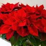 rośliny Tej świątecznej rośliny NIE może zabraknąć w Twoim domu! Promocje znikają w mgnieniu oka!