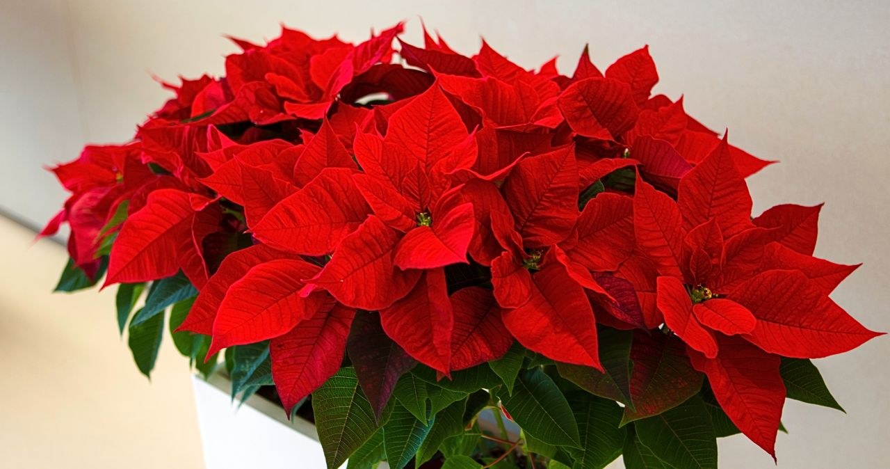 Tej świątecznej rośliny NIE może zabraknąć w Twoim domu! Promocje znikają w mgnieniu oka! /CanvaPro /INTERIA.PL
