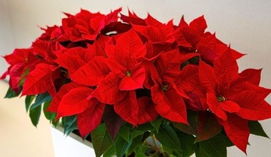 Tej świątecznej rośliny NIE może zabraknąć w Twoim domu! Promocje znikają w mgnieniu oka!