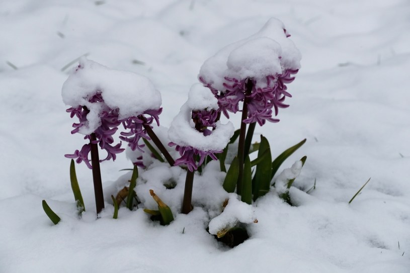 Tej wiosny spadnie jeszcze śnieg /FRANCOIS GUILLOT /AFP