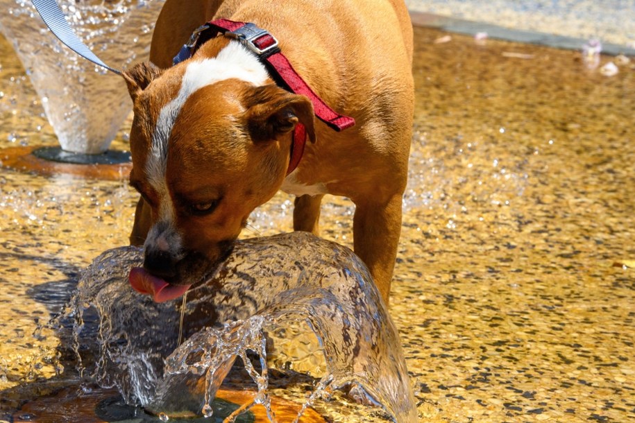 Temperatura w wielu częściach Australii zbliża się do 50 stopni /MICHAEL CURRIE /PAP/EPA
