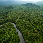 Tempo wylesiania Puszczy Amazońskiej niższe niż w poprzednim roku