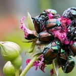Ten chrząszcz dokonuje dużej inwazji na uprawy. Jest gorszy niż stonka