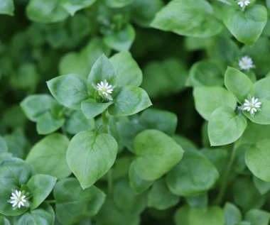 Ten chwast porasta już ogródki. Zamiast wyrzucać, daj go na kanapki