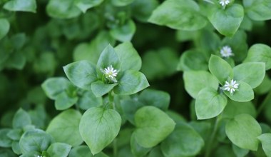Ten chwast porasta już ogródki. Zamiast wyrzucać, daj go na kanapki