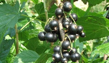 Ten domowy trik działa cuda. Porzeczki aż uginają się od owoców