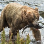 atak niedźwiedzia Ten drapieżnik ma prawie 3 metry wzrostu. To król regionu