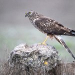 ptaki Ten drapieżnik walczy o przetrwanie. W Polsce jest pod ścisłą ochroną