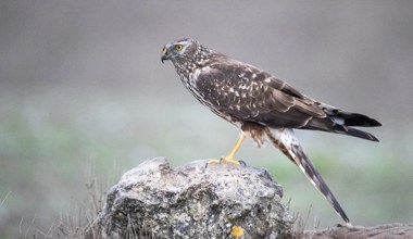 Ten drapieżnik walczy o przetrwanie. W Polsce jest pod ścisłą ochroną