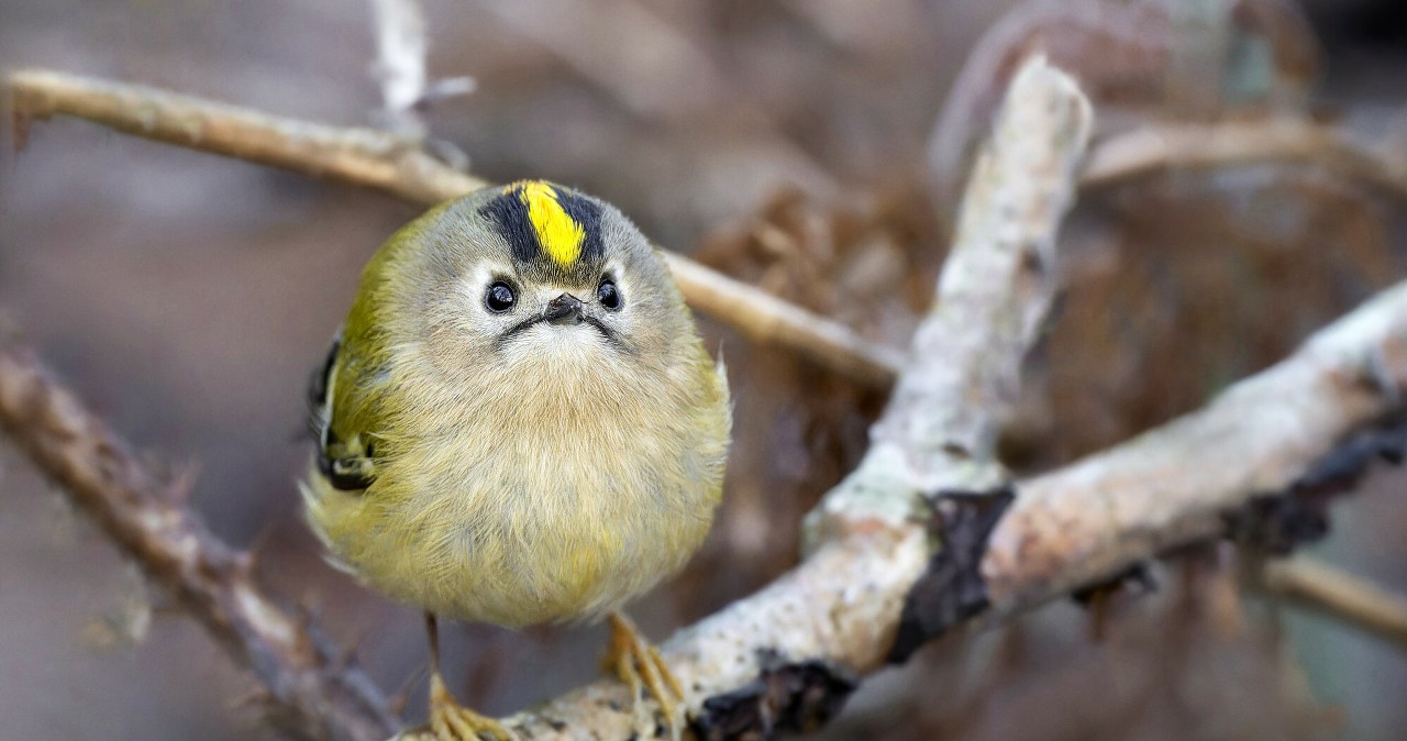 Ten drobny ptak waży około 5 gramów. Nazwa odnosi się do jaskrawego pióropusza na głowie: u samic żółtego, u samców z pomarańczowym pasem. /Science Photo Library /East News