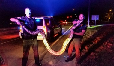 Ten dzień stał się koszmarem. Uciekły wielkie węże i zaczęła się katastrofa