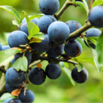 Ten dziki owoc został zapomniany przez Polaków. Ma wyjątkowe właściwości