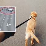 Ten film musi zobaczyć każdy właściciel psa. Chwila nieuwagi mogła skończyć się dramatem